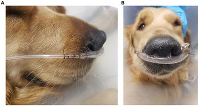 Case series of dogs with blastomycosis managed with high-flow nasal oxygen therapy (2019–2023): 19 cases